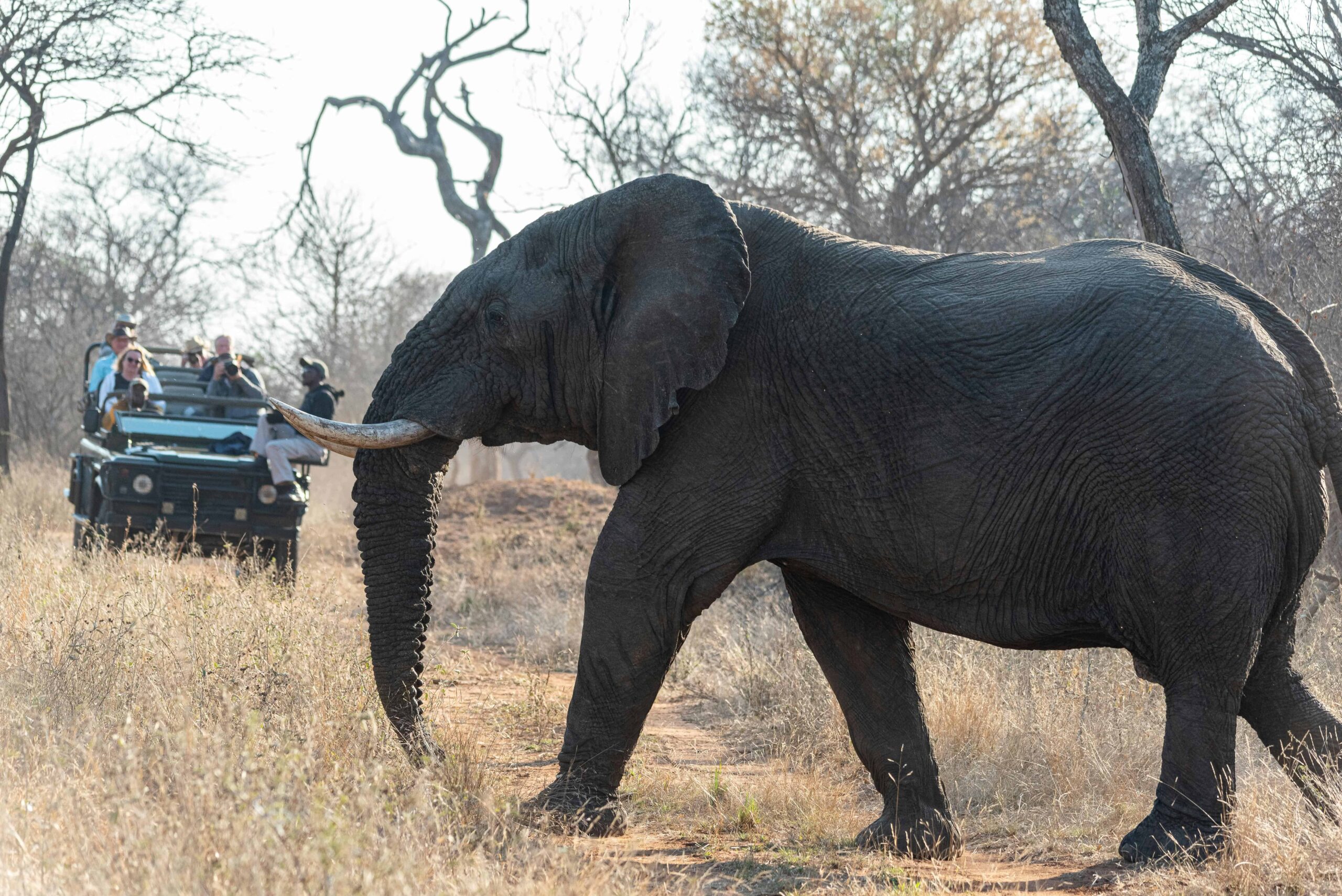 South Africa Tourists on a Safari