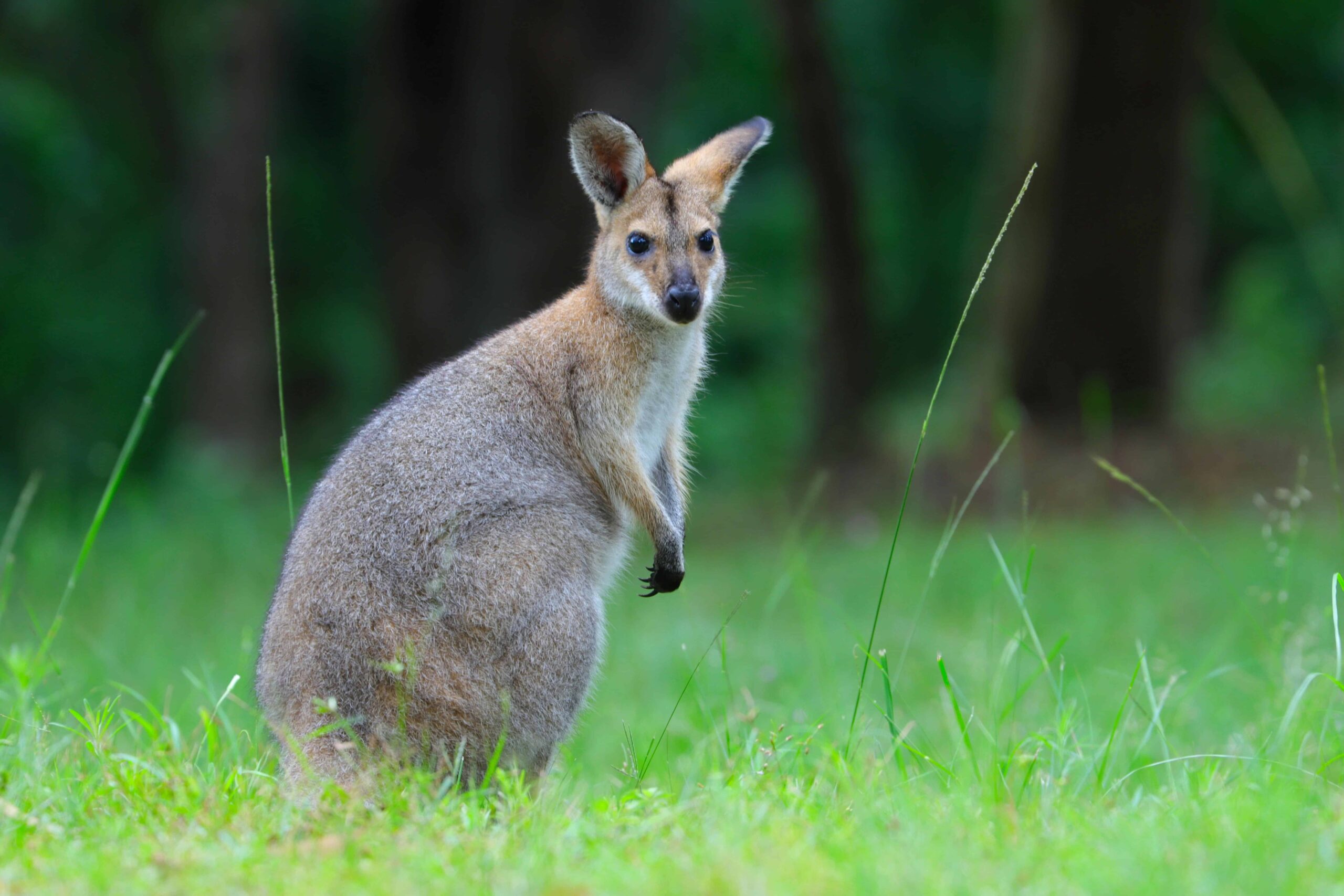 Kangaroo
