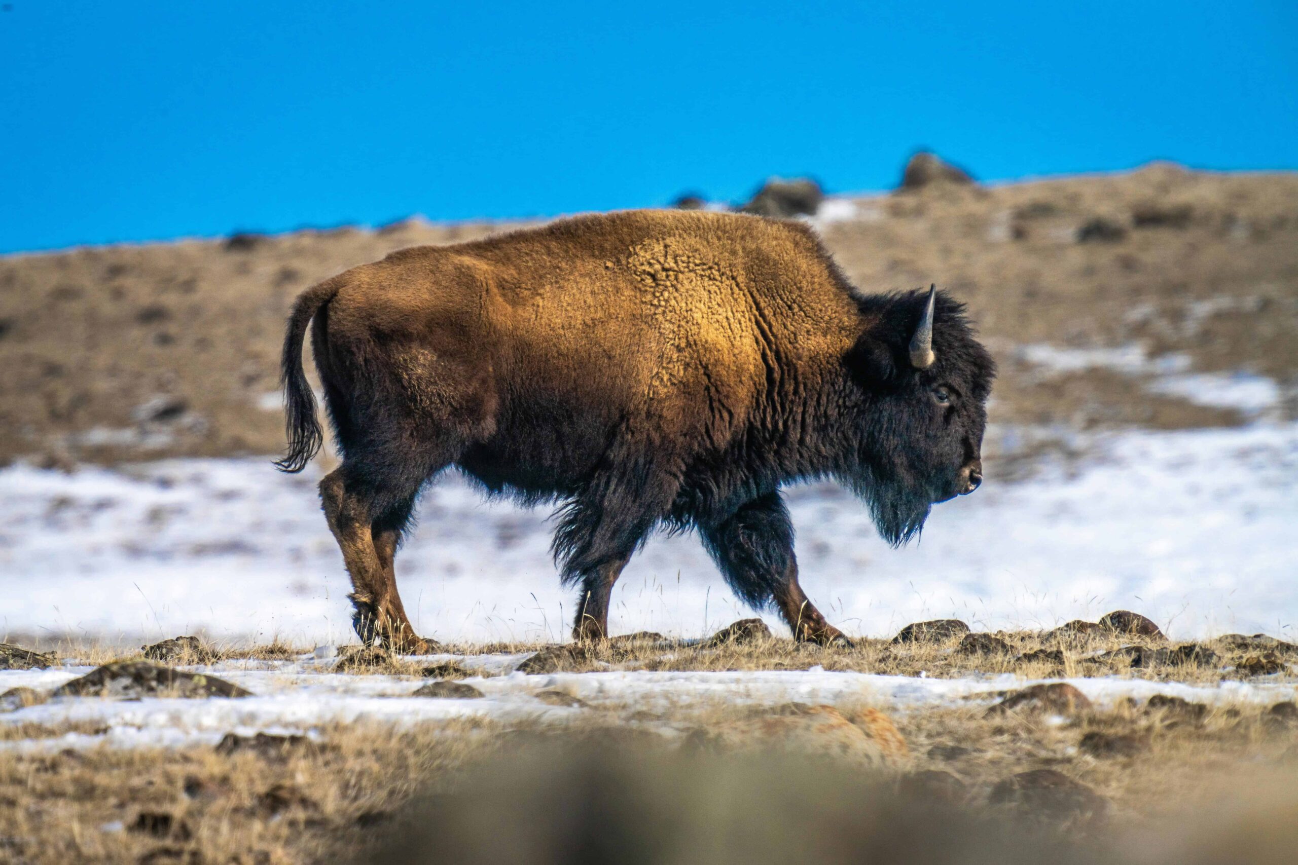 Bison
